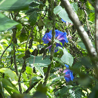 Photo de Bali - Autour de Munduk